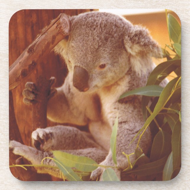 Koala love drink coaster (Front)