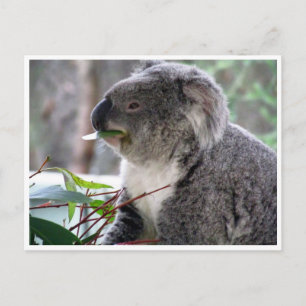 koala lunch postcard