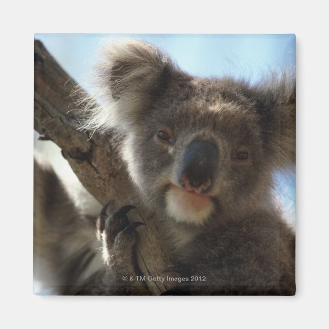 koala magnet (Front)
