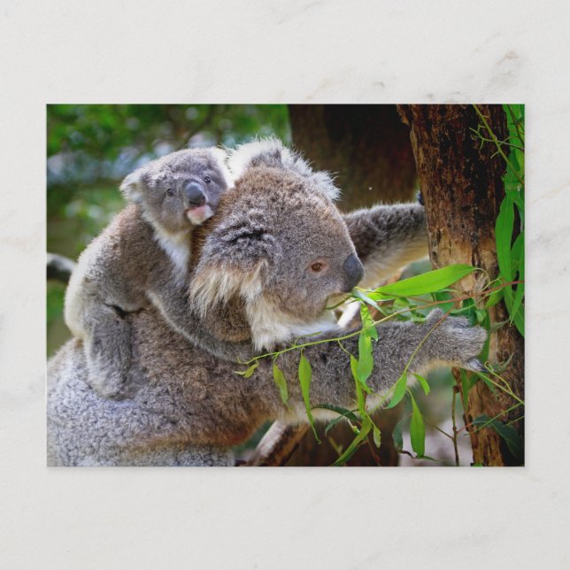 Koala mom and son postcard (Front)