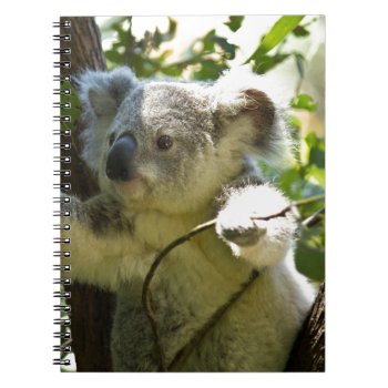 Koala Notebook by Theraven14 at Zazzle