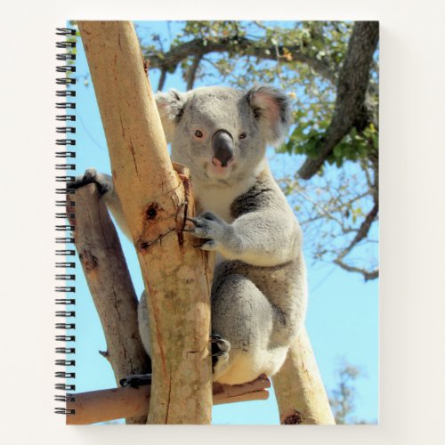 Koala Notebook _ 85x11 85 x 85 or Heart Shape