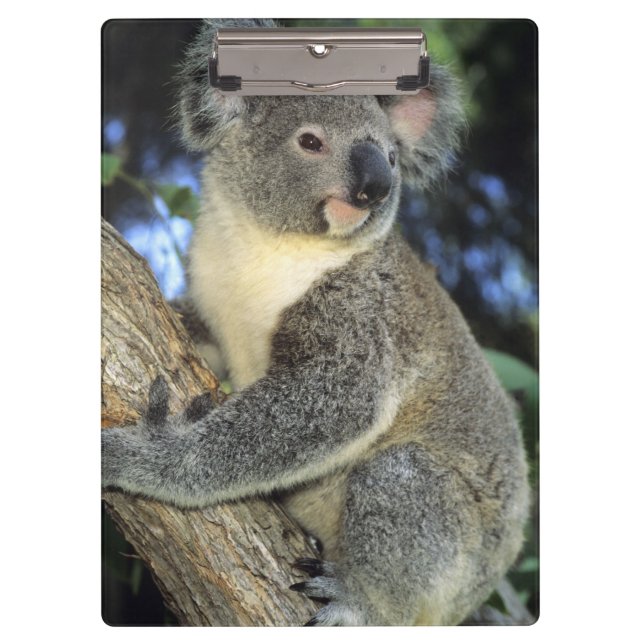 Koala, Phascolarctos cinereus), Australia, Clipboard (Front)