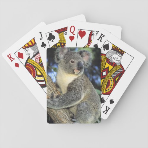 Koala Phascolarctos cinereus Australia Playing Cards
