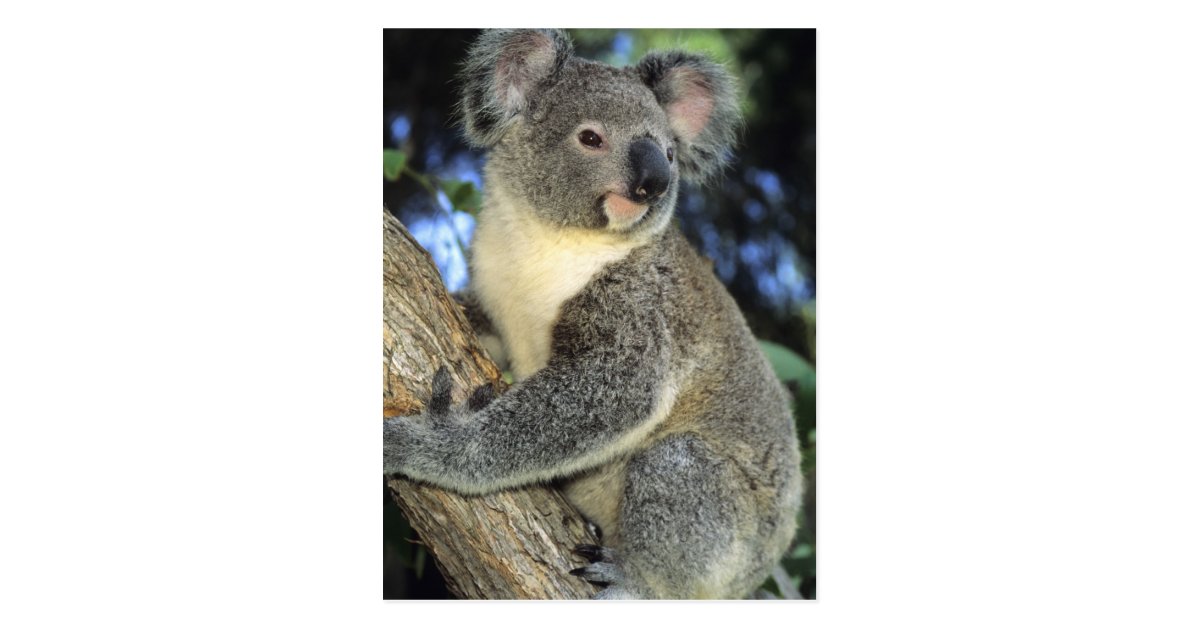 koala phascolarctos cinereus australia postcard labels binders
