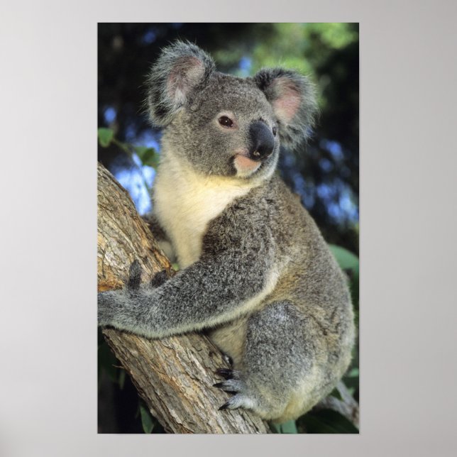 Koala, Phascolarctos cinereus), Australia, Poster (Front)