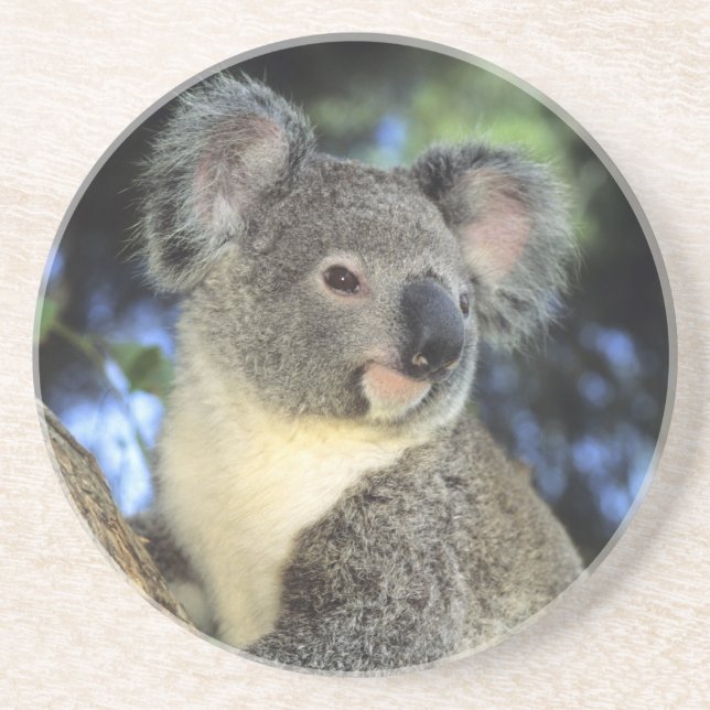 Koala, Phascolarctos cinereus), Australia, Sandstone Coaster (Front)