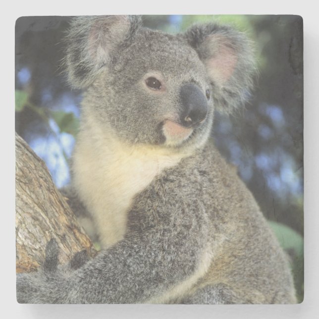 Koala, Phascolarctos cinereus), Australia, Stone Coaster (Front)