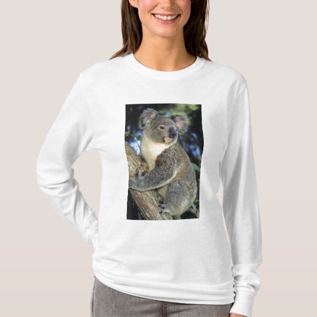 Koala, Phascolarctos cinereus), Australia, T-Shirt (Front)