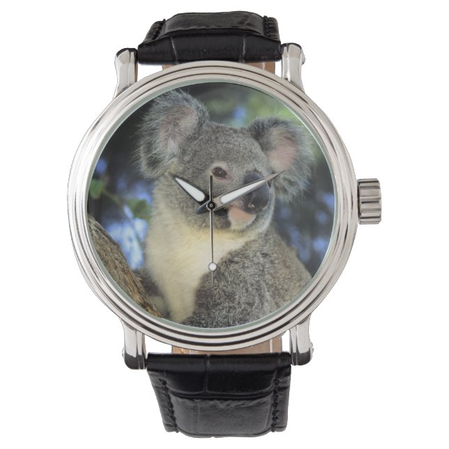 Koala, Phascolarctos cinereus), Australia, Watch (Front)