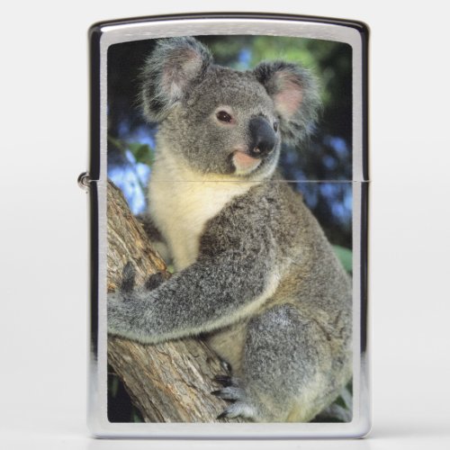 Koala Phascolarctos cinereus Australia Zippo Lighter