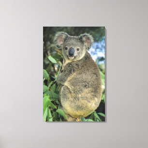 Koala, Phascolarctos cinereus), endangered, Canvas Print