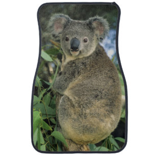 Koala, Phascolarctos cinereus), endangered, Car Mat