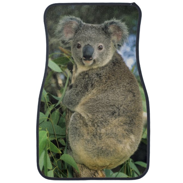 Koala, Phascolarctos cinereus), endangered, Car Mat (Front)
