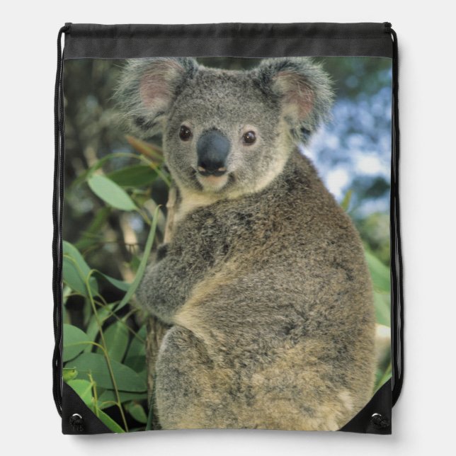 Koala, Phascolarctos cinereus), endangered, Drawstring Bag (Front)