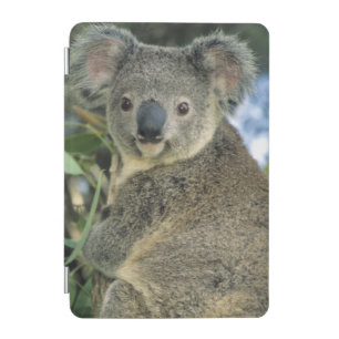 Koala, Phascolarctos cinereus), endangered, iPad Mini Cover