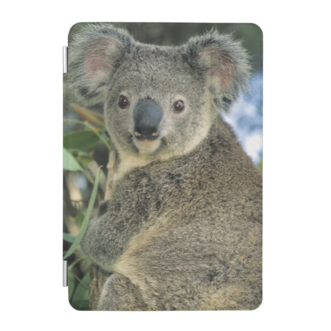 Koala, Phascolarctos cinereus), endangered, iPad Mini Cover (Front)