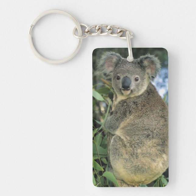 Koala, Phascolarctos cinereus), endangered, Keychain (Front)