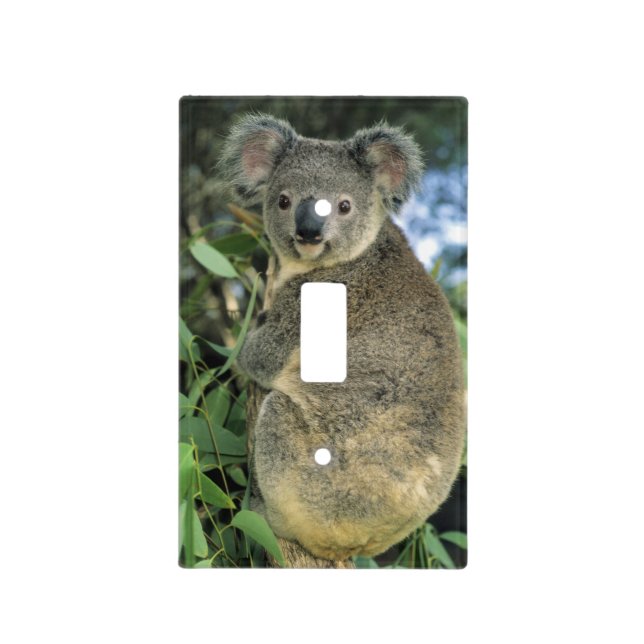 Koala, Phascolarctos cinereus), endangered, Light Switch Cover (Front)