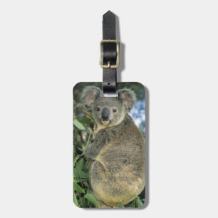 Koala, Phascolarctos cinereus), endangered, Luggage Tag