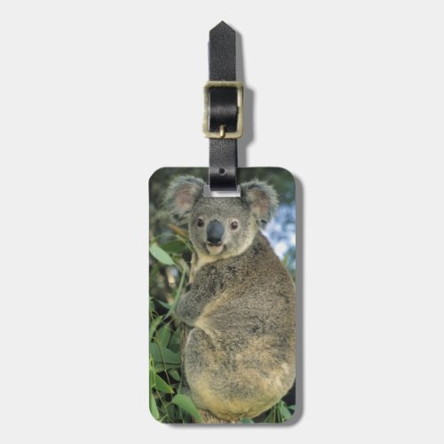 Koala Phascolarctos cinereus endangered Luggage Tag