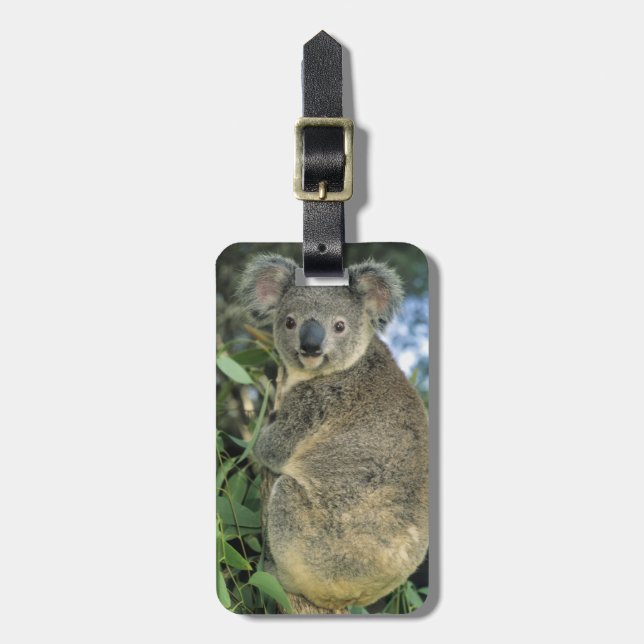 Koala, Phascolarctos cinereus), endangered, Luggage Tag (Front Vertical)