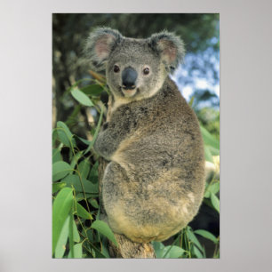 Koala, Phascolarctos cinereus), endangered, Poster