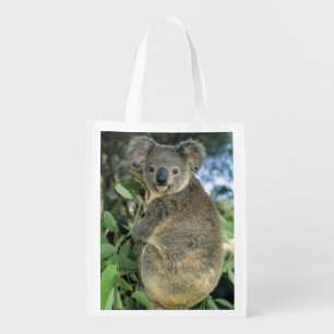 Koala, Phascolarctos cinereus), endangered, Reusable Grocery Bag
