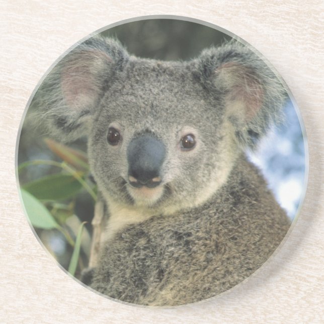 Koala, Phascolarctos cinereus), endangered, Sandstone Coaster (Front)