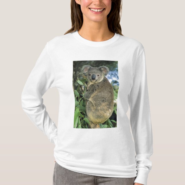 Koala, Phascolarctos cinereus), endangered, T-Shirt (Front)