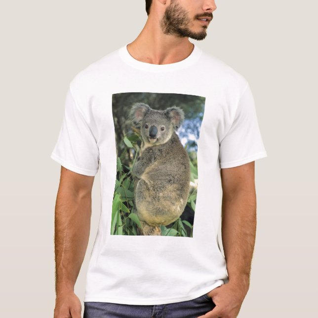 Koala, Phascolarctos cinereus), endangered, T-Shirt (Front)