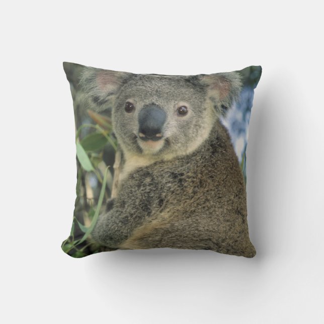 Koala, Phascolarctos cinereus), endangered, Throw Pillow (Front)