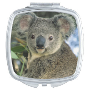 Koala, Phascolarctos cinereus), endangered, Vanity Mirror