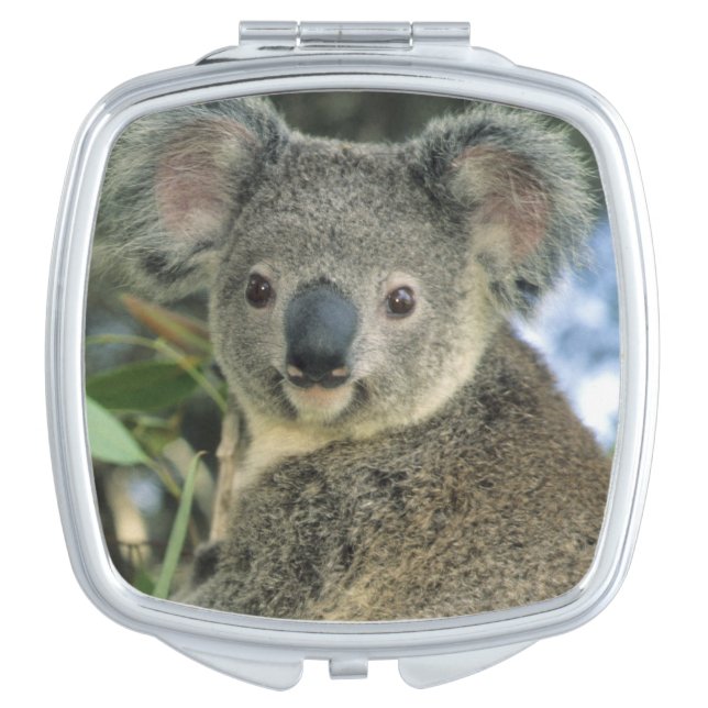 Koala, Phascolarctos cinereus), endangered, Vanity Mirror (Front)
