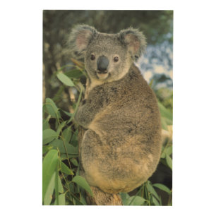 Koala, Phascolarctos cinereus), endangered, Wood Wall Art