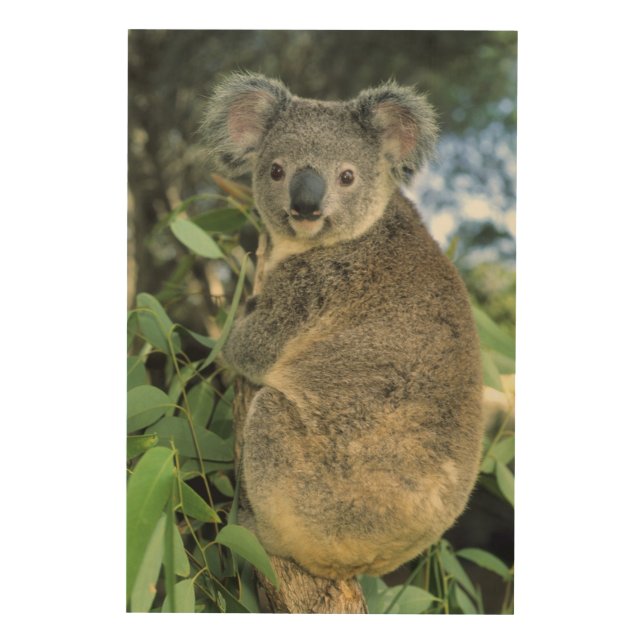 Koala, Phascolarctos cinereus), endangered, Wood Wall Art (Front)