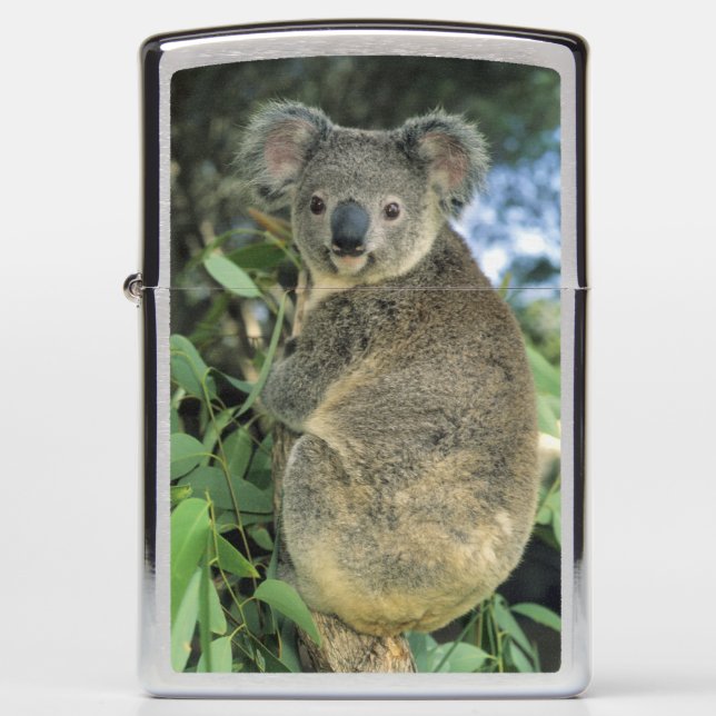 Koala, Phascolarctos cinereus), endangered, Zippo Lighter (Front)