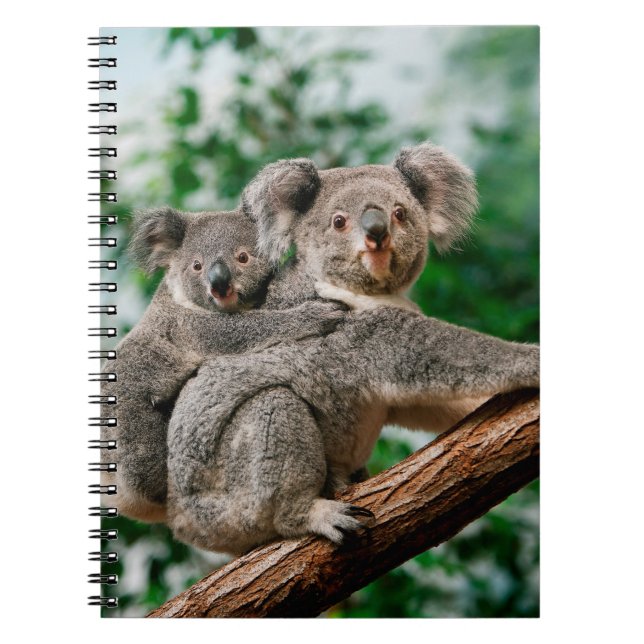 Koala, phascolarctos cinereus, Female carrying You Notebook (Front)