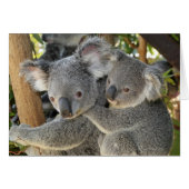 Koala Phascolarctos cinereus Queensland . (Front Horizontal)