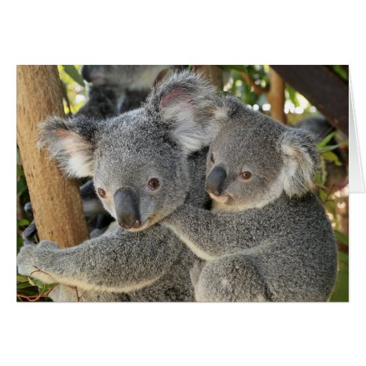 Koala Phascolarctos cinereus Queensland . (Front Horizontal)