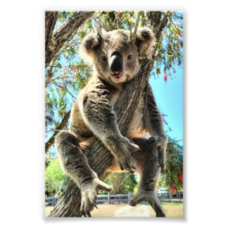 Koala Picture Photo Print