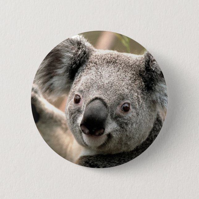 Koala Pinback Button (Front)