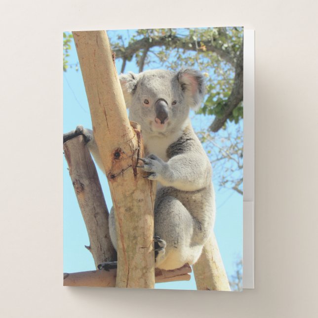 Koala Pocket Folders (Front)