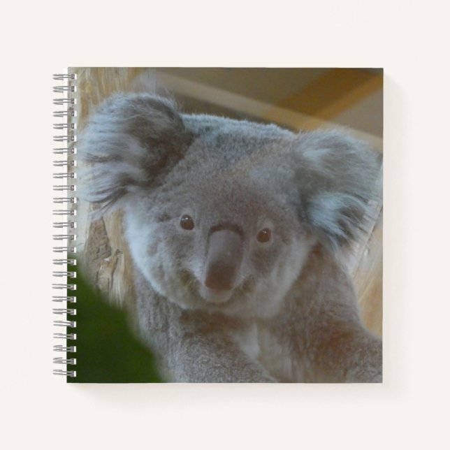 Koala Portrait Notebook (Front)