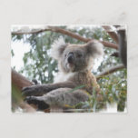 Koala Postcard