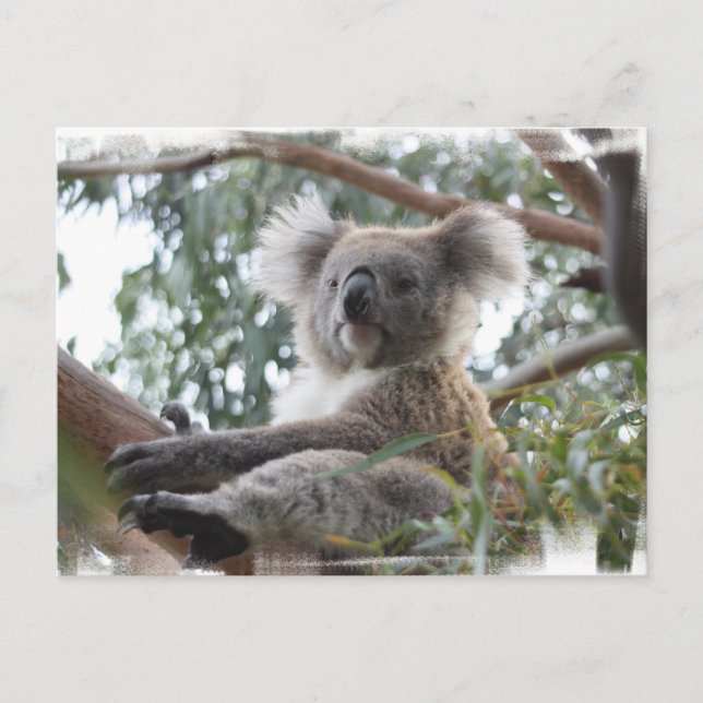 Koala Postcard (Front)