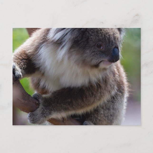 Koala Postcard (Front)