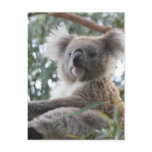 Koala Postcard