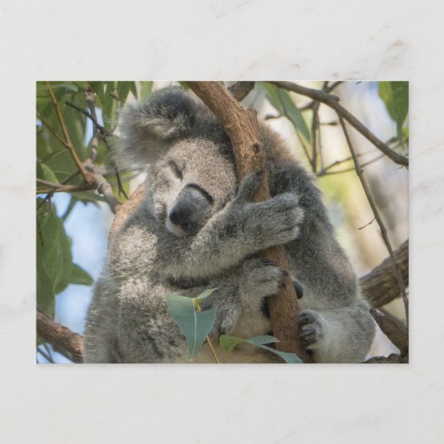 Koala Postcard (Front)