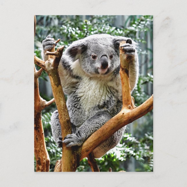 Koala Postcard (Front)